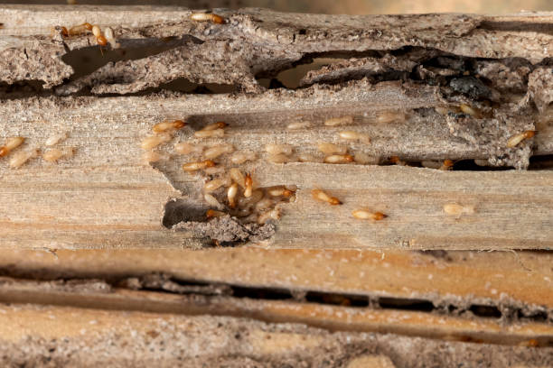 Best Residential Pest Control  in Ten Mile Run, NJ